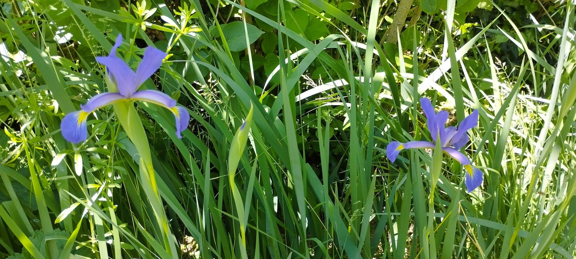 IRIS
