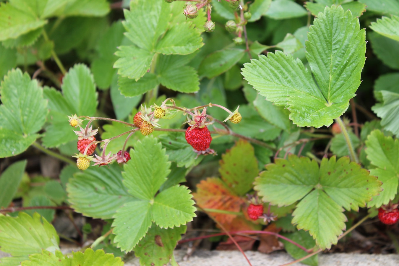 fraises-des-bois