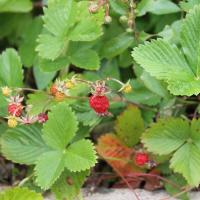 fraises-des-bois