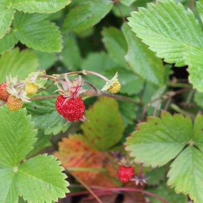 fraises-des-bois